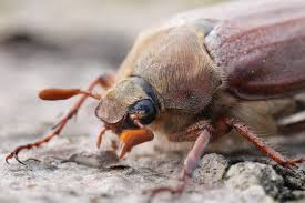 Attēlu rezultāti vaicājumam “Melolontha melolontha”