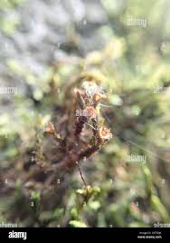 Attēlu rezultāti vaicājumam “Schistidium apocarpum macro”