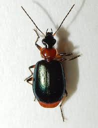 Attēlu rezultāti vaicājumam “Lebia chlorocephala”