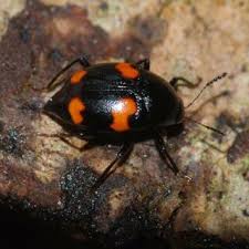 Attēlu rezultāti vaicājumam “Scaphidium quadrimaculatum”