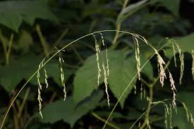 Attēlu rezultāti vaicājumam “Cinna latifolia”