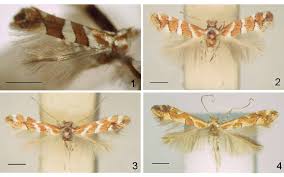 Attēlu rezultāti vaicājumam “Phyllonorycter sp.”