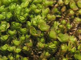 Attēlu rezultāti vaicājumam “Leiocolea heterocolpos”