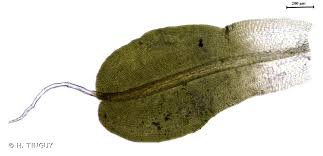 Attēlu rezultāti vaicājumam “Syntrichia virescens”