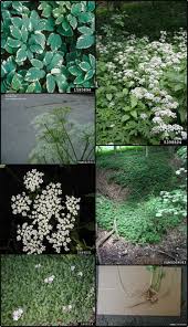 Attēlu rezultāti vaicājumam “Aegopodium podagraria flower”
