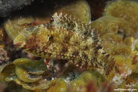 Image result for Sparisoma amplum