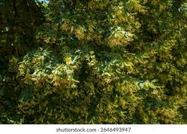 Attēlu rezultāti vaicājumam “Tilia x moltkei leaf”