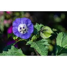 Attēlu rezultāti vaicājumam “Nicandra physalodes”