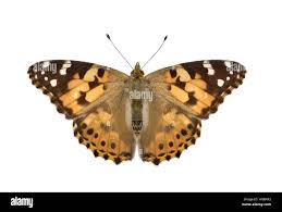 Attēlu rezultāti vaicājumam “Vanessa cardui upperside”