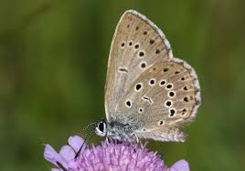 Attēlu rezultāti vaicājumam “Maculinea teleius underside”