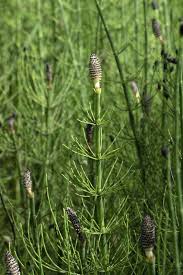 Attēlu rezultāti vaicājumam “Equisetum fluviatile”