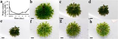 Attēlu rezultāti vaicājumam “Atrichum undulatum”