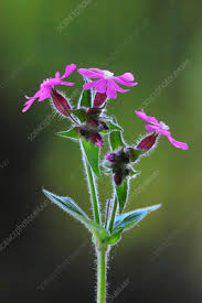 Attēlu rezultāti vaicājumam “Silene dioica leaf”