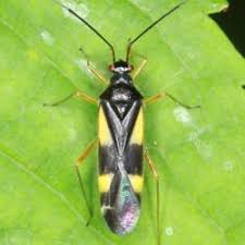 Attēlu rezultāti vaicājumam “Dryophilocoris flavoquadrimaculatus imago”