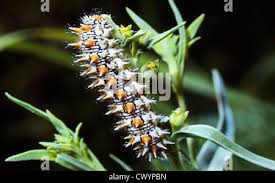 Attēlu rezultāti vaicājumam “Mellicta athalia larva”