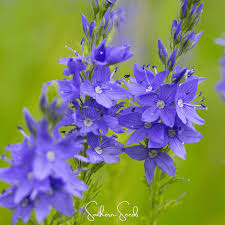 Image result for Veronica teucrium