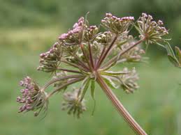 Attēlu rezultāti vaicājumam “Peucedanum palustre”