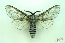 Attēlu rezultāti vaicājumam “Cerura vinula”