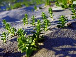 Attēlu rezultāti vaicājumam “Honckenya peploides bud”