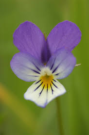 Attēlu rezultāti vaicājumam “Viola tricolor flower”