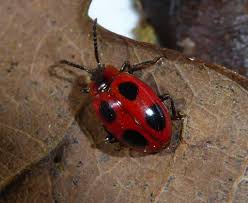 Attēlu rezultāti vaicājumam “Endomychus coccineus”