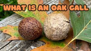 Attēlu rezultāti vaicājumam “gall”