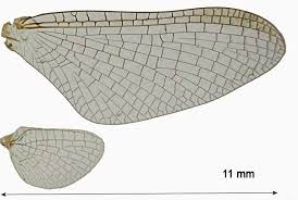 Attēlu rezultāti vaicājumam “Heptagenia sulphurea female”