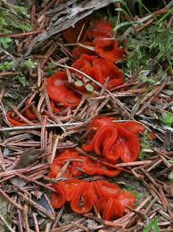 Attēlu rezultāti vaicājumam “Melastiza chateri”