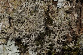 Attēlu rezultāti vaicājumam “Anaptychia ciliaris”