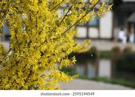 Attēlu rezultāti vaicājumam “Forsythia viridissima flower”