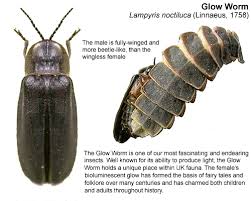 Attēlu rezultāti vaicājumam “Lampyris noctiluca”