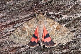 Attēlu rezultāti vaicājumam “Catocala nupta”