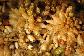 Attēlu rezultāti vaicājumam “Sphagnum papillosum”