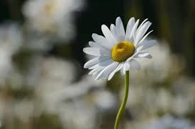 Attēlu rezultāti vaicājumam “Leucanthemum vulgare flower”