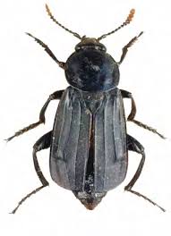 Attēlu rezultāti vaicājumam “Hylecoetus dermestoides male”