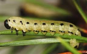 Attēlu rezultāti vaicājumam “Diprion pini”