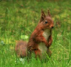 Attēlu rezultāti vaicājumam “Sciurus vulgaris”