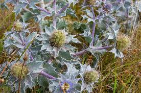 Attēlu rezultāti vaicājumam “Eryngium maritimum bud”