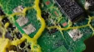 Attēlu rezultāti vaicājumam “Physarum sulphureum macro”