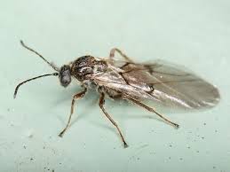 Attēlu rezultāti vaicājumam “Cynips quercusfolii”