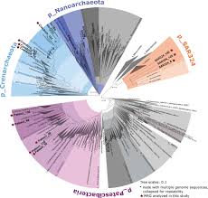 Image result for Vazella pourtalesii
