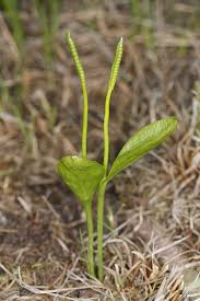 Attēlu rezultāti vaicājumam “Ophioglossum vulgatum”