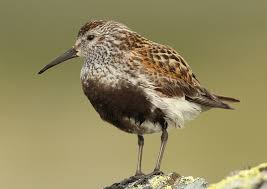 Attēlu rezultāti vaicājumam “Calidris alpina adult”