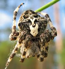 Attēlu rezultāti vaicājumam “Araneus angulatus”