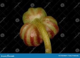 Attēlu rezultāti vaicājumam “Tropaeolum majus fruit”