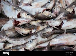 Image result for Melanogrammus aeglefinus