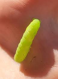 Attēlu rezultāti vaicājumam “Orthosia sp. larva”