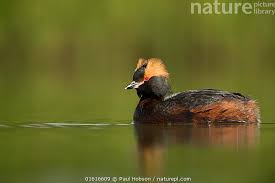 Image result for Podiceps auritus