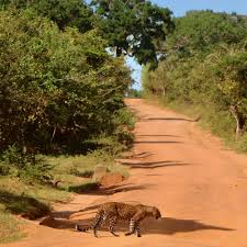 Image result for Яла заповедник