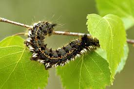 Attēlu rezultāti vaicājumam “Euthrix potatoria”